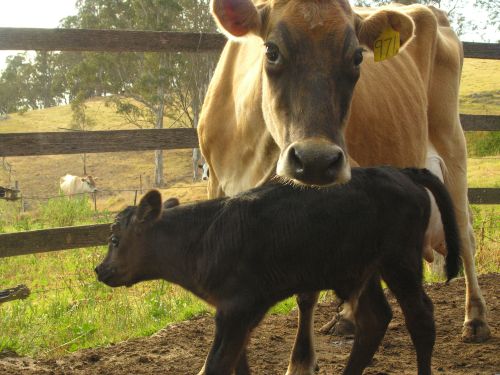 cowportrait_02.jpg<BR>