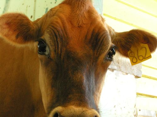 cowportrait_03.jpg<BR>
