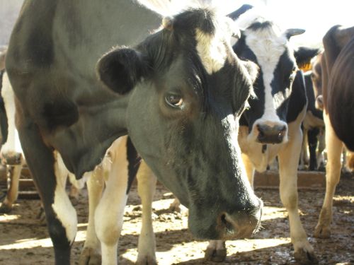 cowportrait_05.jpg<BR>