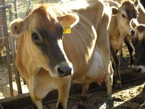 cowportrait_06.jpg<BR>