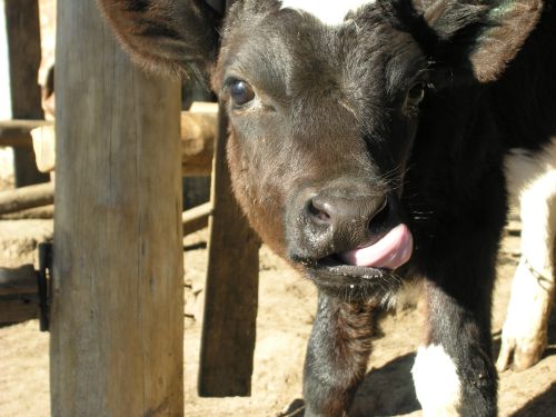 cowportrait_07.jpg<BR>