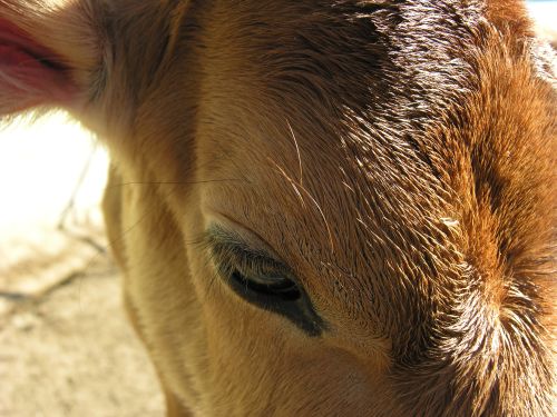cowportrait_08.jpg<BR>