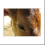 cowportrait_08.jpg