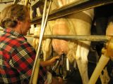 Milking a Jersey cow